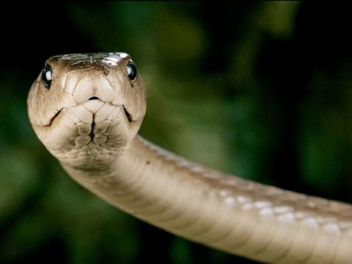 Como as cobras venenosas alteraram o curso da evoluo humana