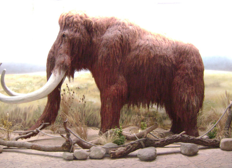 Os mamutes poderiam voltar a pisar a terra em 5 anos