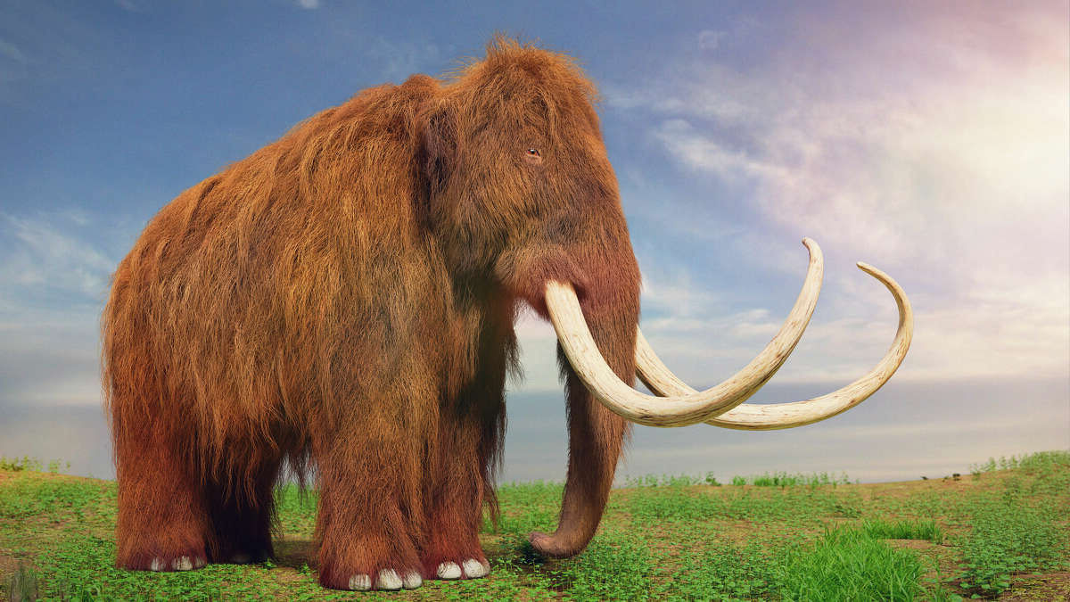 Cientistas esto reencarnando o mamute-lanoso para retornar em 4 anos