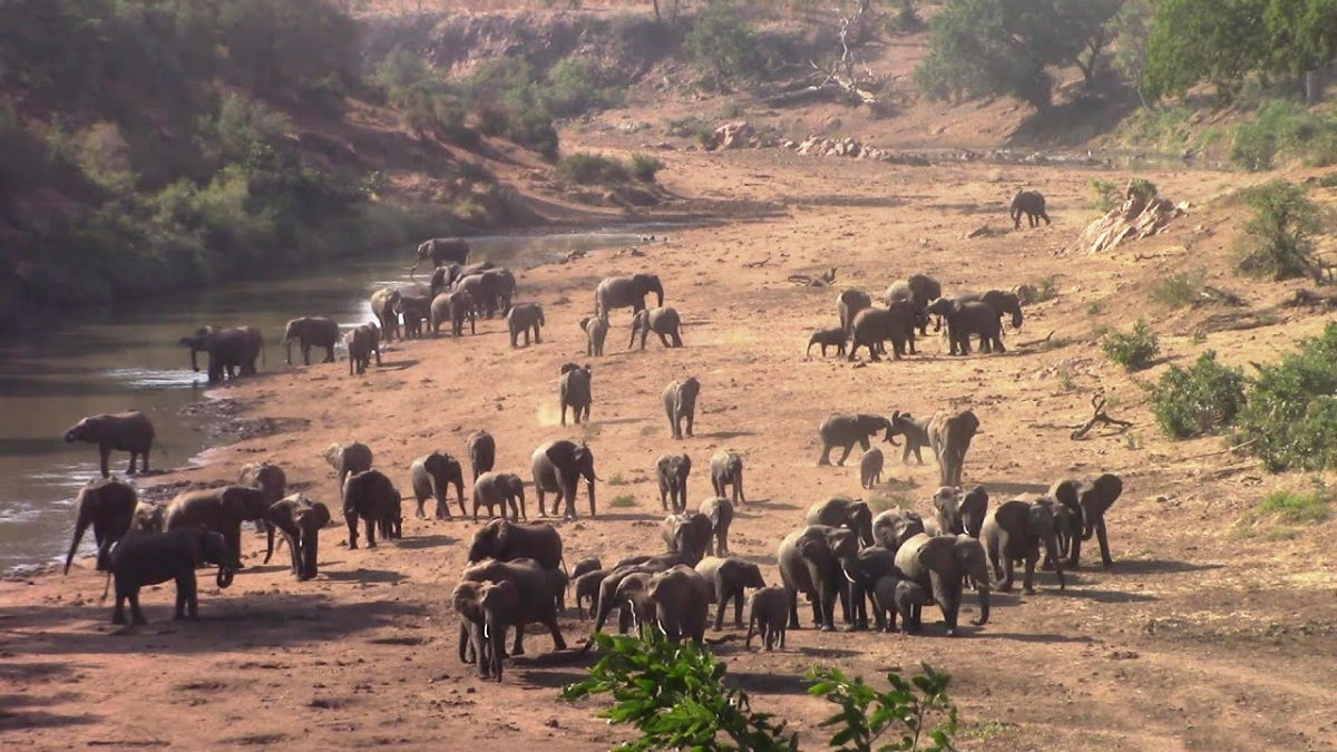 Caçador furtivo é pisoteado até a morte por uma manada de elefantes enquanto tentava fugir dos guardas-florestais