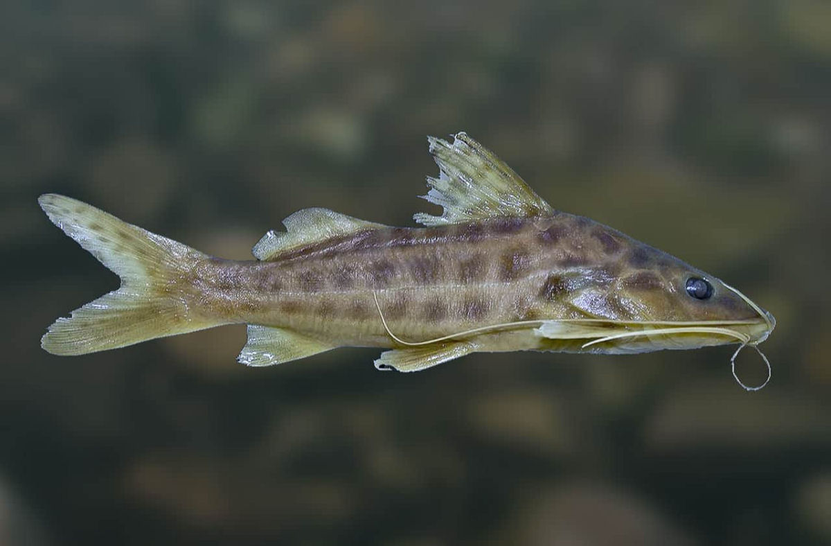 Os muitos mitos de pescadores em relao ao bagre e seu esporo