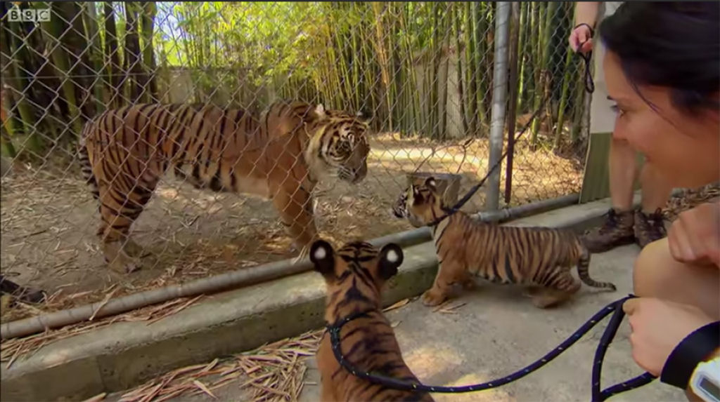 Filhotes de tigre gêmeos encontram um tigre adulto pela primeira vez