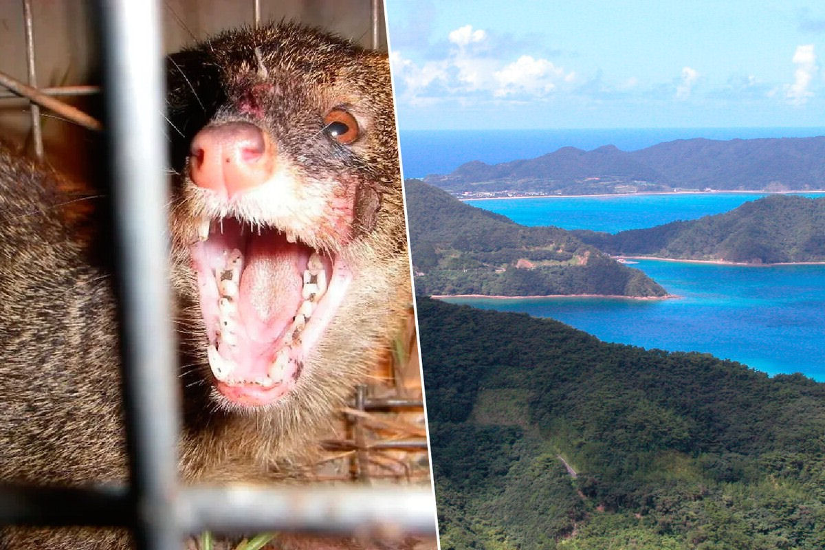 O Japo enviou a criatura errada para erradicar as cobras de uma ilha