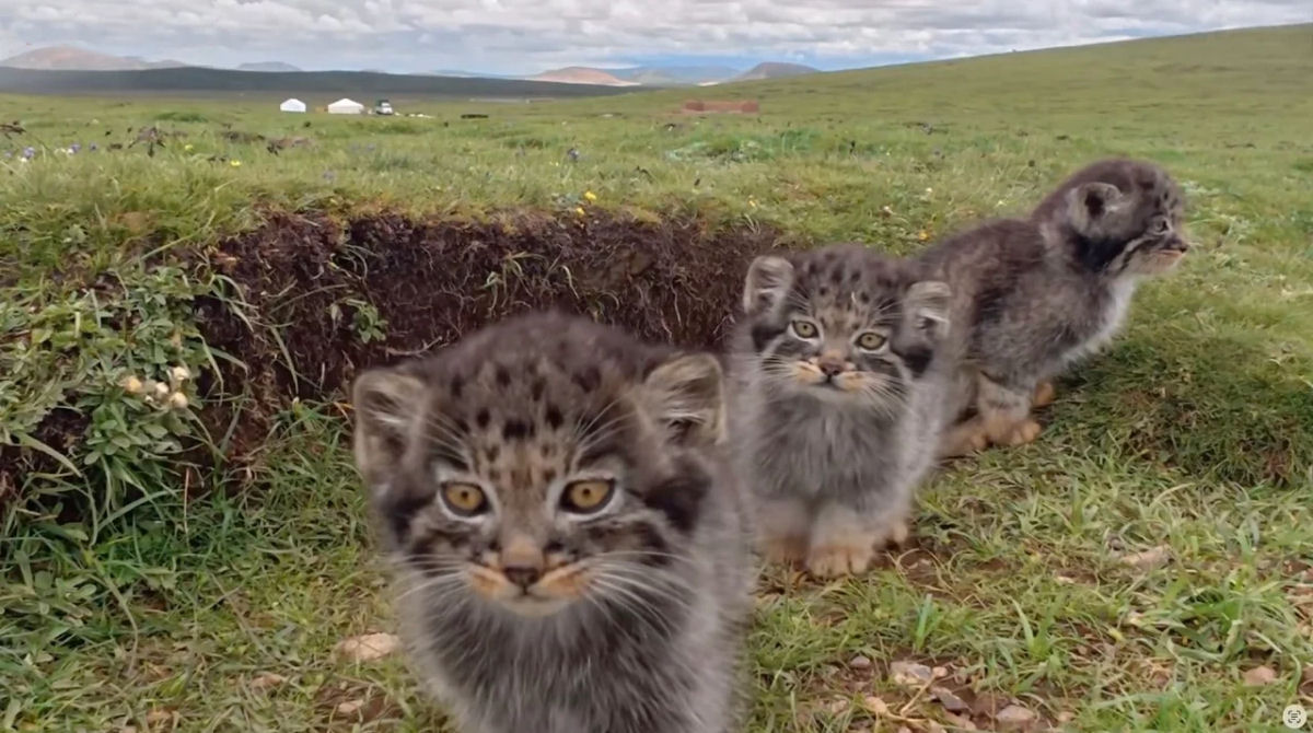 O gato mais rabugento do mundo � capturado em ador�veis imagens de c�mera de trilha