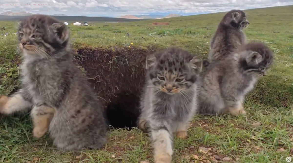 O gato mais rabugento do mundo � capturado em ador�veis imagens de c�mera de trilha