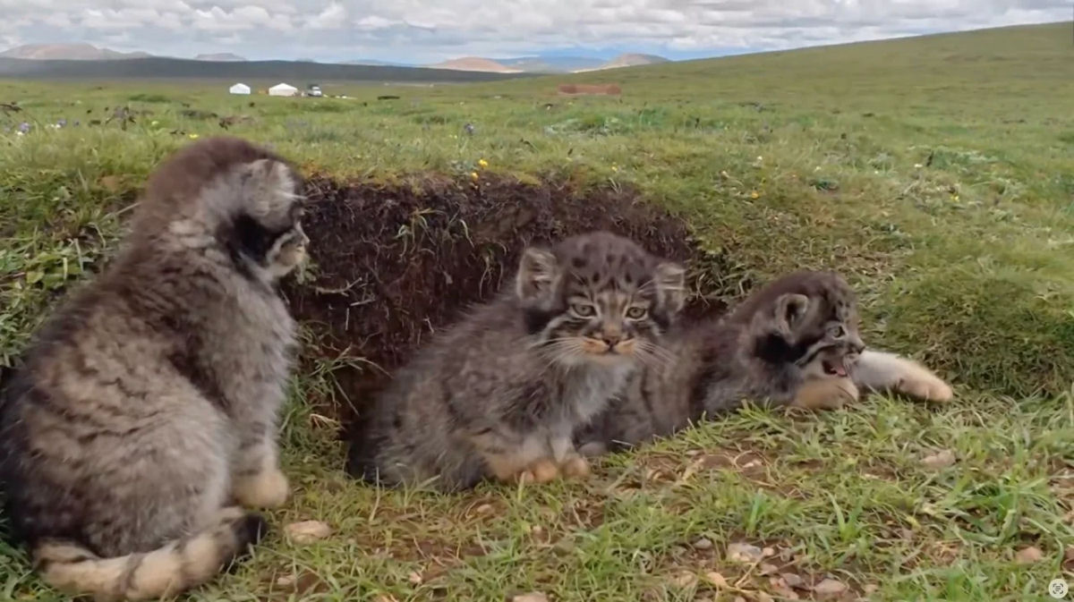 O gato mais rabugento do mundo � capturado em ador�veis imagens de c�mera de trilha