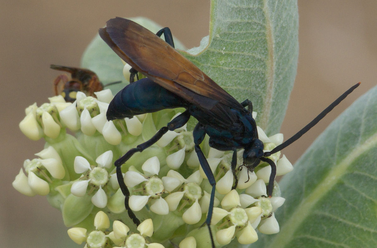 Por que o marimbondo cavalo  to perigoso?