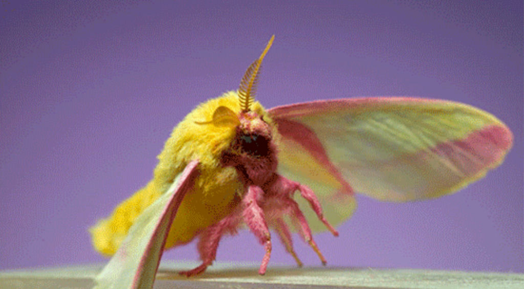 Imagens espetaculares registram 7 mariposas decolando em câmera lenta
