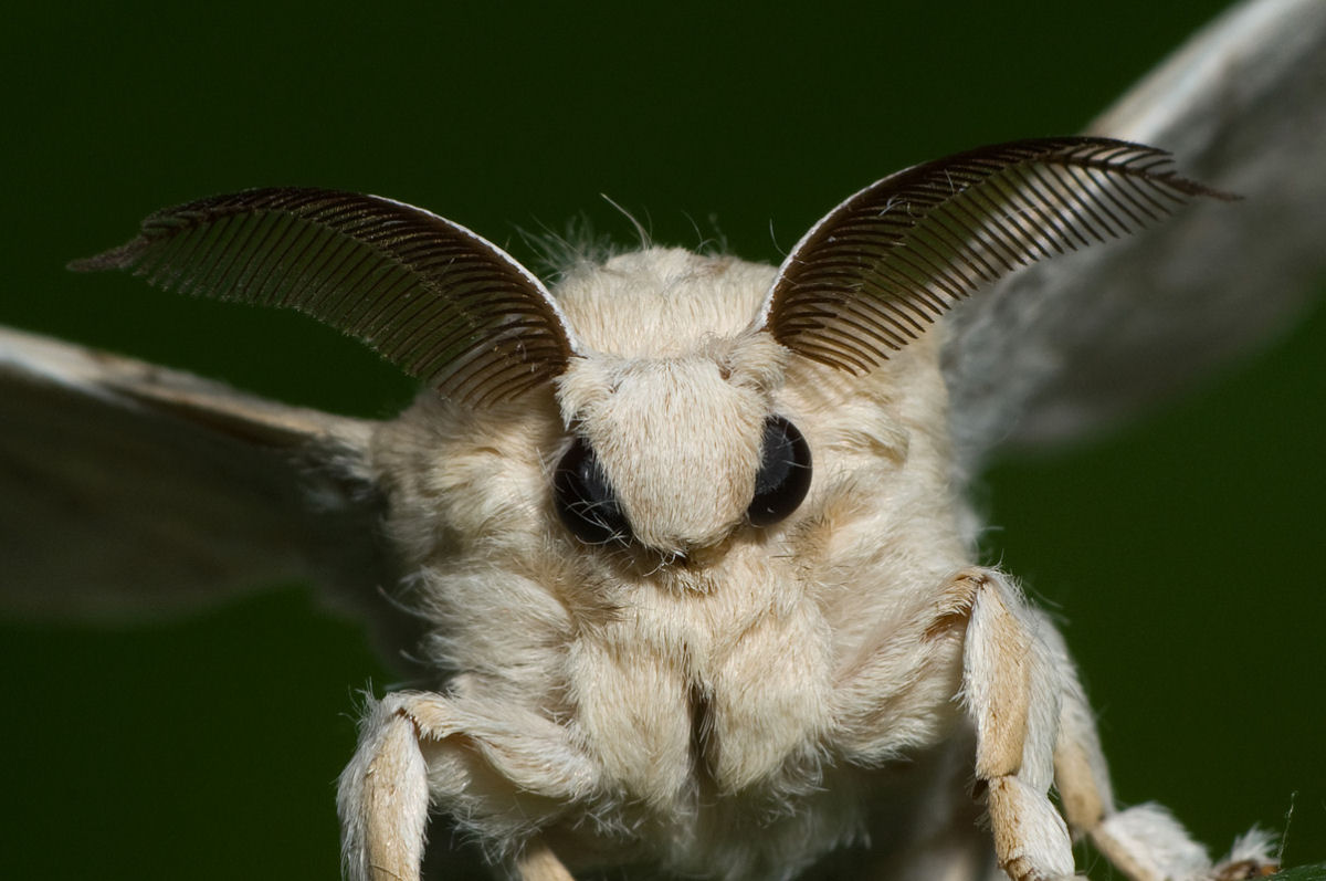 Misteriosa mariposa-poodle parece uma fada da vida real