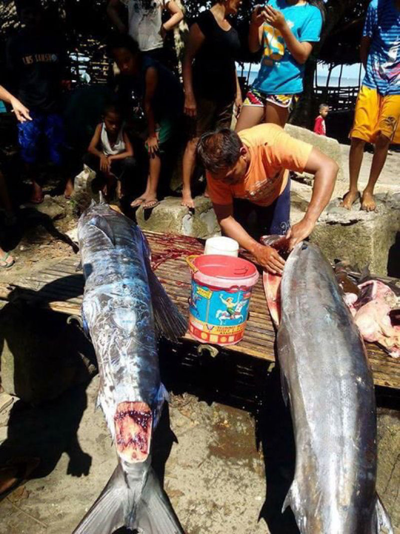 O mistrio do peixe tatuado das Filipinas tem uma simples explicao