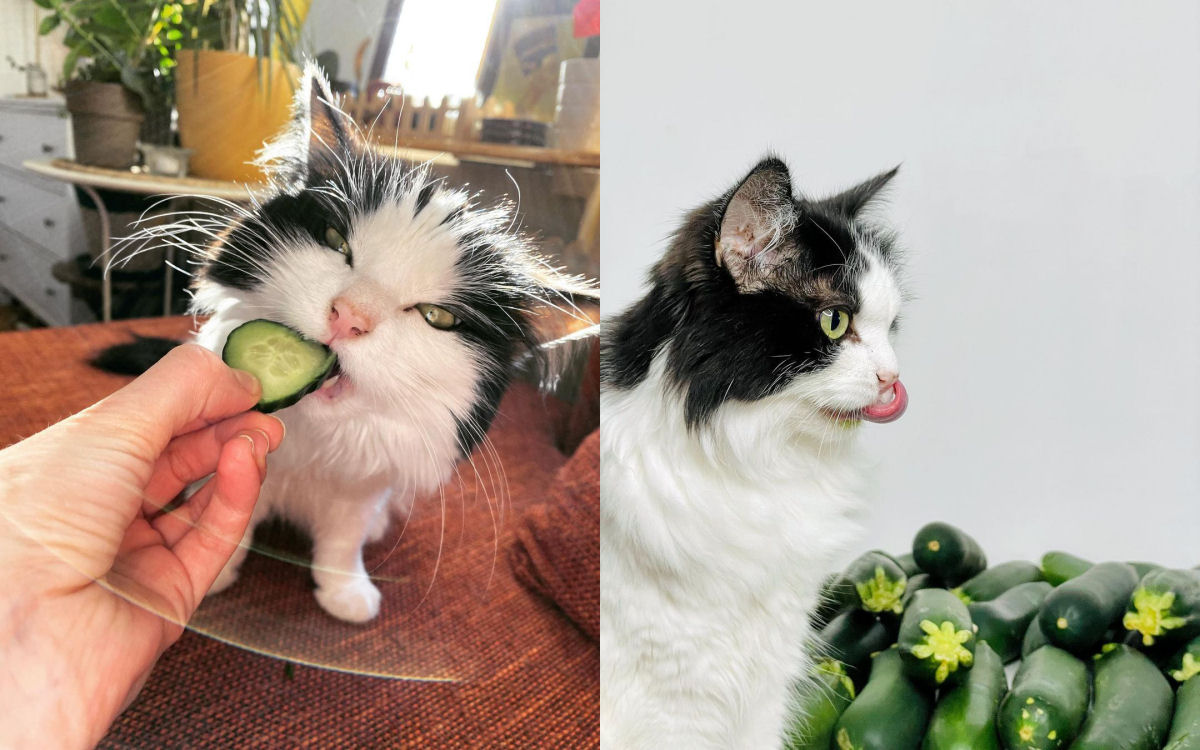 O gato que ama pepinos