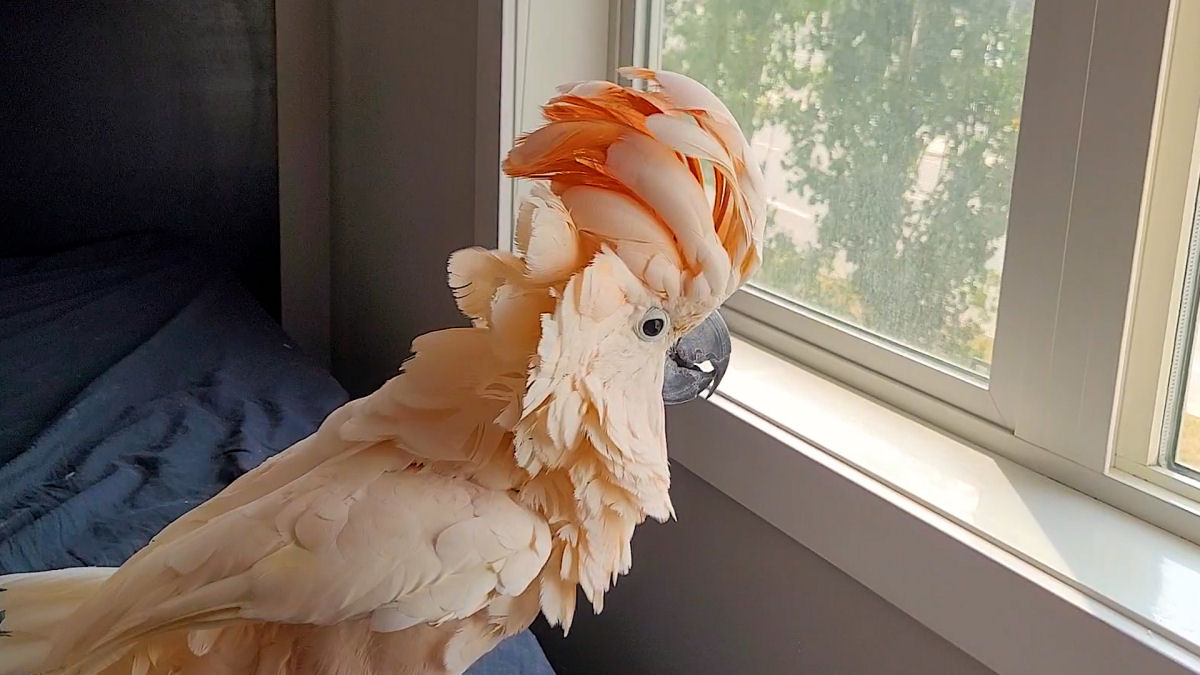 Cacatua vocal faz birra quando mandam ela entrar em casa depois de uma caminhada tarde da noite