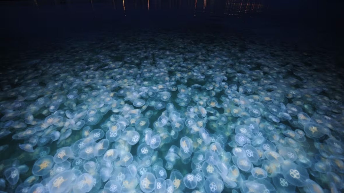 As medusas esto dominando o mundo, e a culpa pode ser das mudanas climticas