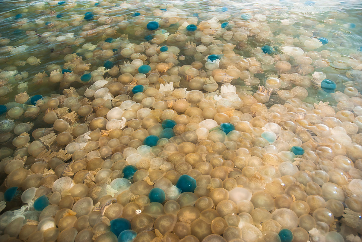 As medusas esto dominando o mundo, e a culpa pode ser das mudanas climticas