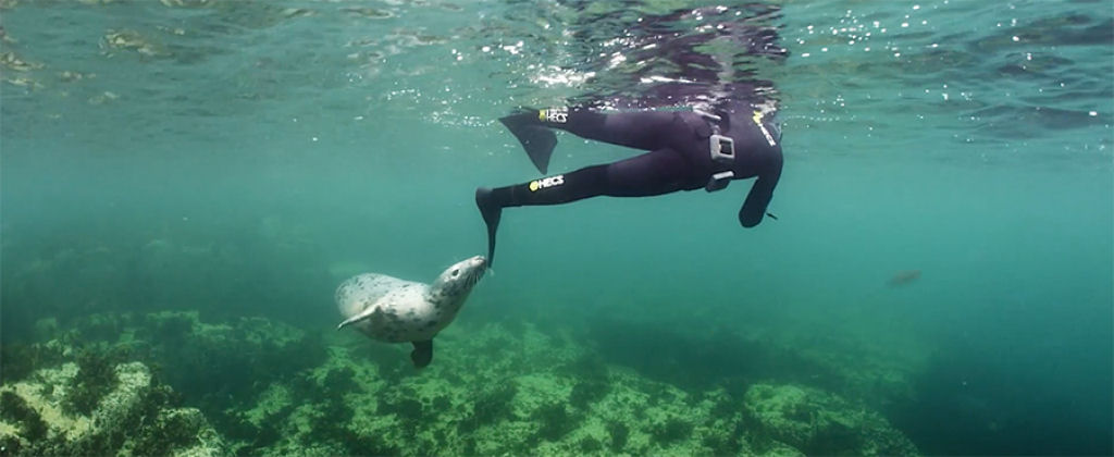Menina realiza o sonho de mergulhar com uma foca cinza