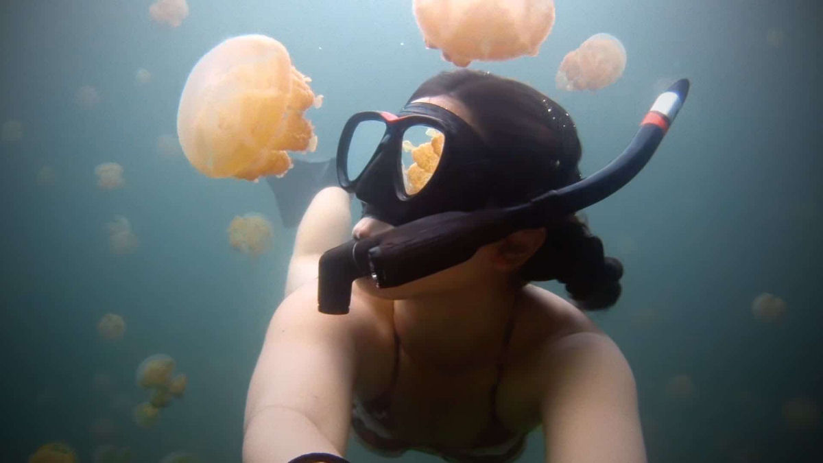 Mergulhando entre milhões de águas-vivas na Ilha Eil Malk, Palau