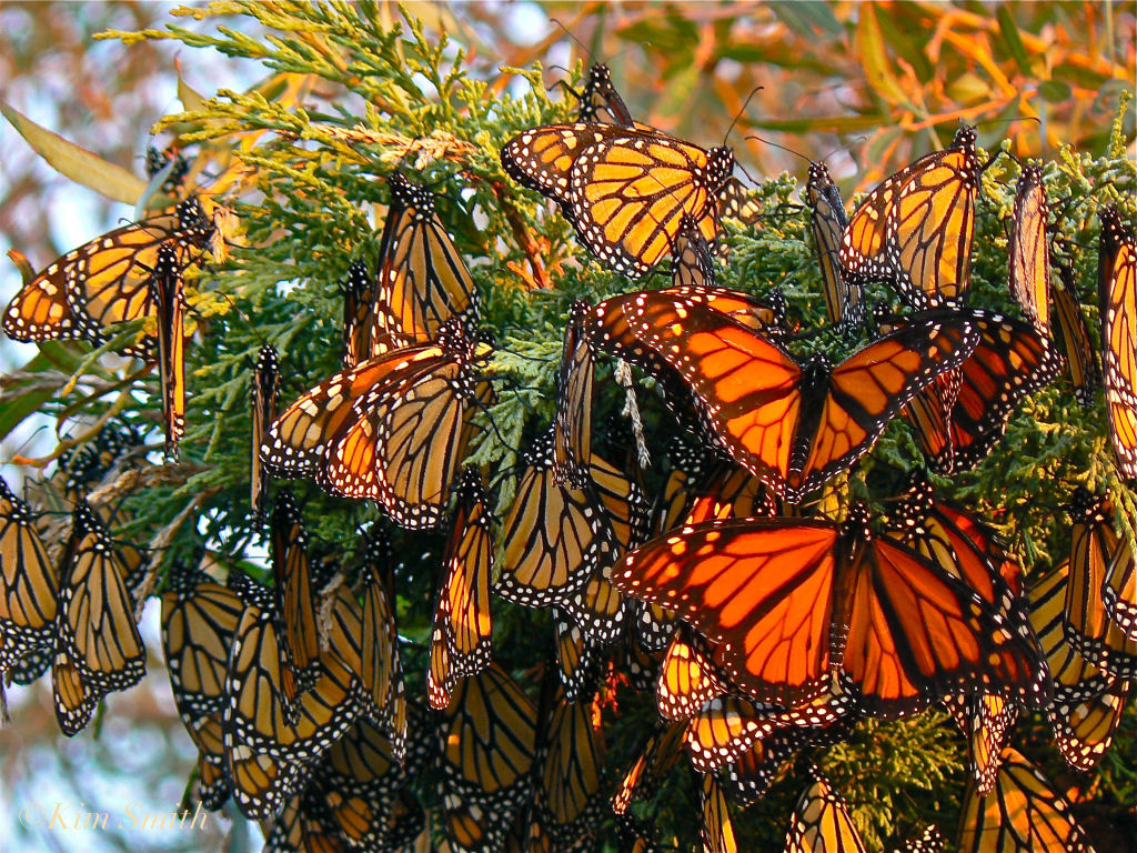 Monsanto destruiu acidentalmente 90% da populao das borboletas monarcas 01