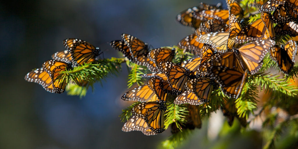 Monsanto destruiu acidentalmente 90% da populao das borboletas monarcas 02
