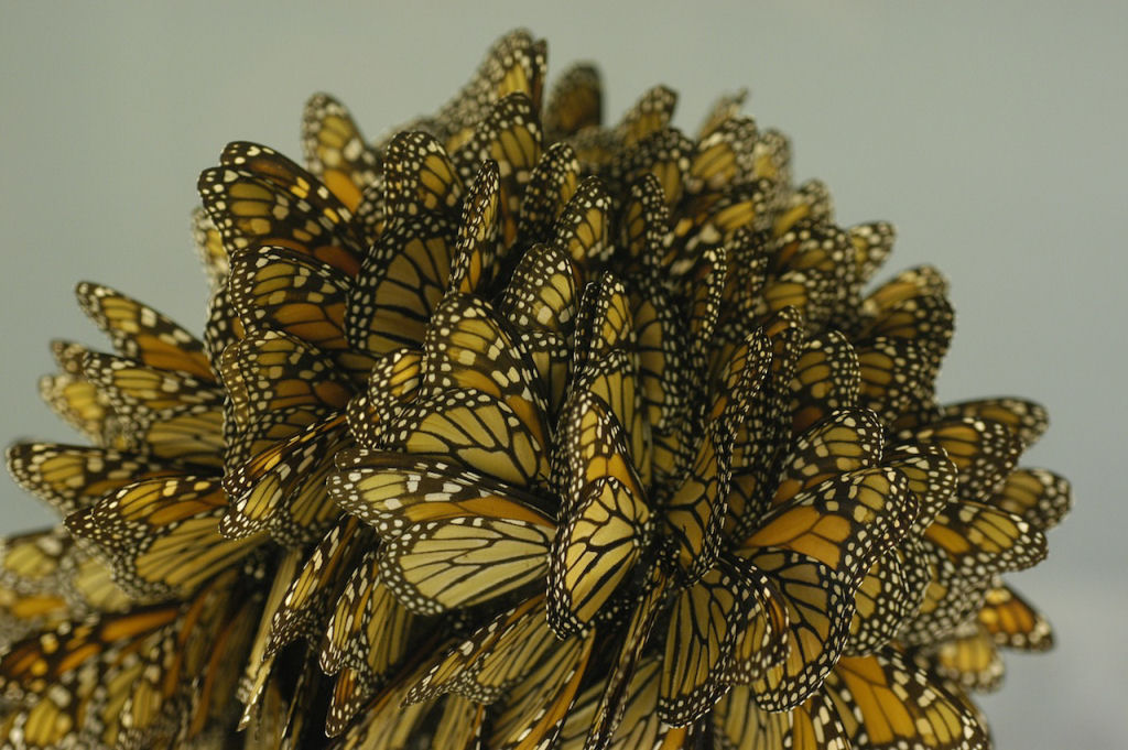 Monsanto destruiu acidentalmente 90% da populao das borboletas monarcas 07