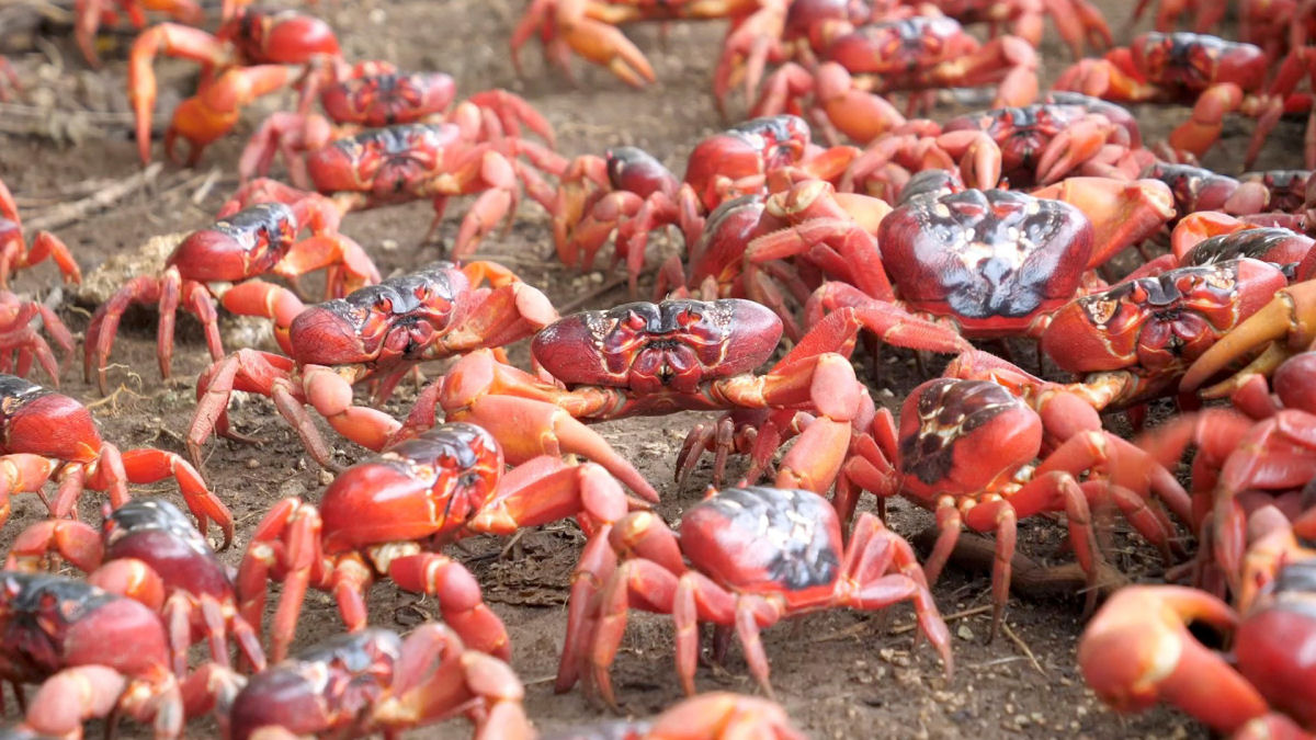 Milhões de caranguejos vermelhos fecharam estradas na Ilha Christmas para migração em massa