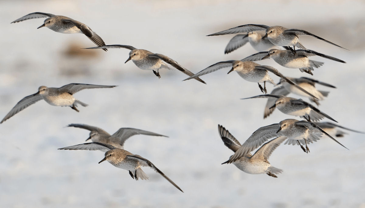 Como as aves se orientam?: Desvendando o GPS biológico