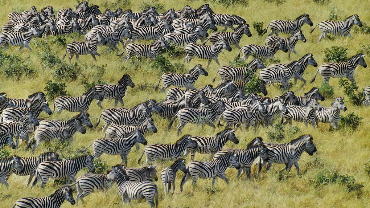 O padrão migratório das zebras de Botsuana é verdadeiramente insano