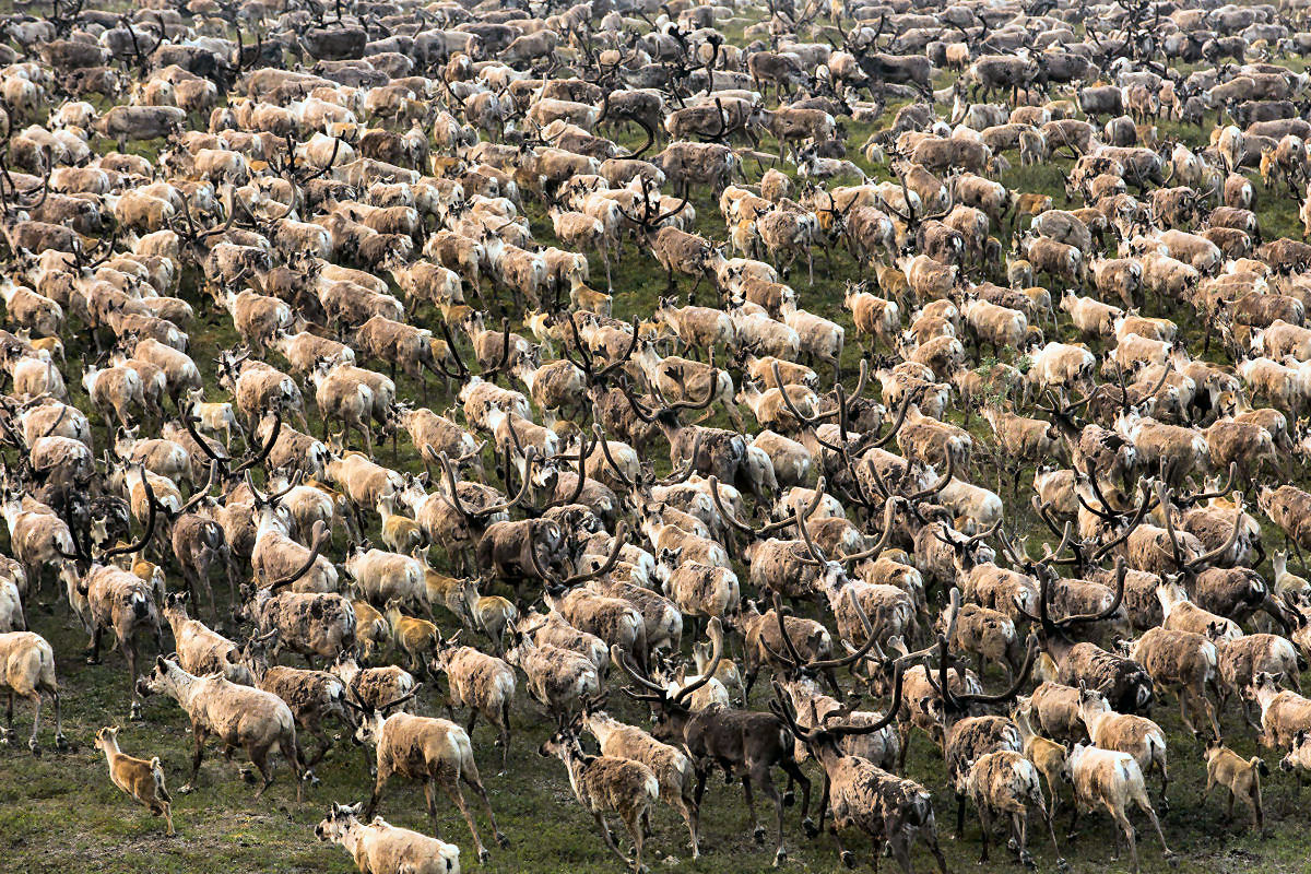 As migrações e deslocamentos terrestres mais longos de animais selvagens do mundo