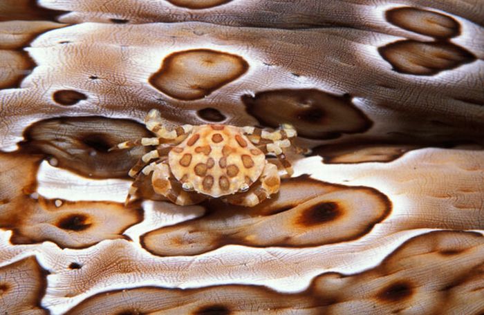 A arte do mimetismo e da camuflagem da fauna marinha 09
