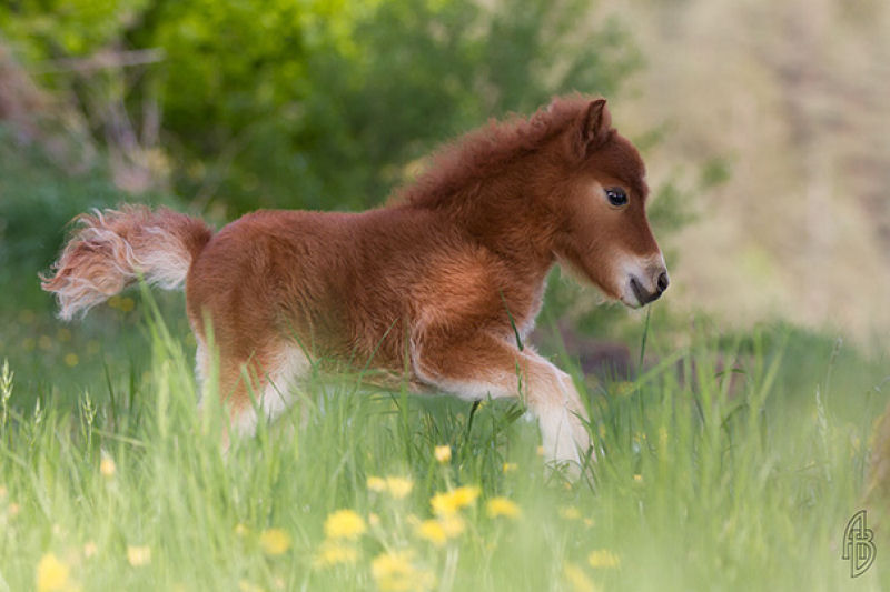 25 cavalos em miniatura que você espera que seus filhos não vejam 08