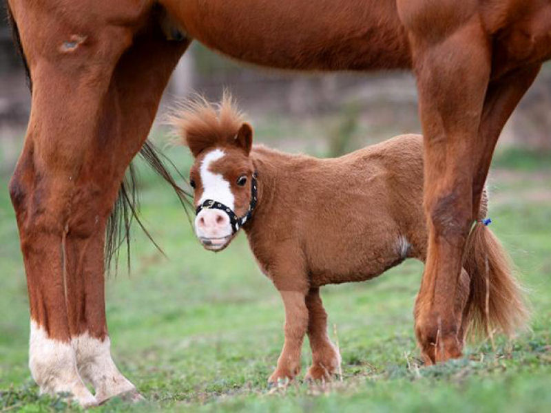 25 cavalos em miniatura que você espera que seus filhos não vejam 12