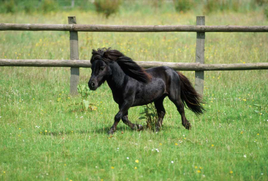 25 cavalos em miniatura que você espera que seus filhos não vejam 14