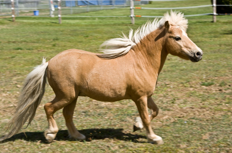 25 cavalos em miniatura que você espera que seus filhos não vejam 17