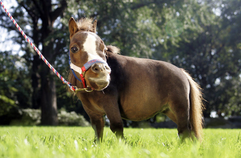25 cavalos em miniatura que você espera que seus filhos não vejam 18