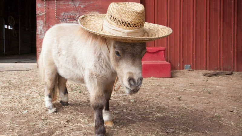 25 cavalos em miniatura que você espera que seus filhos não vejam 19