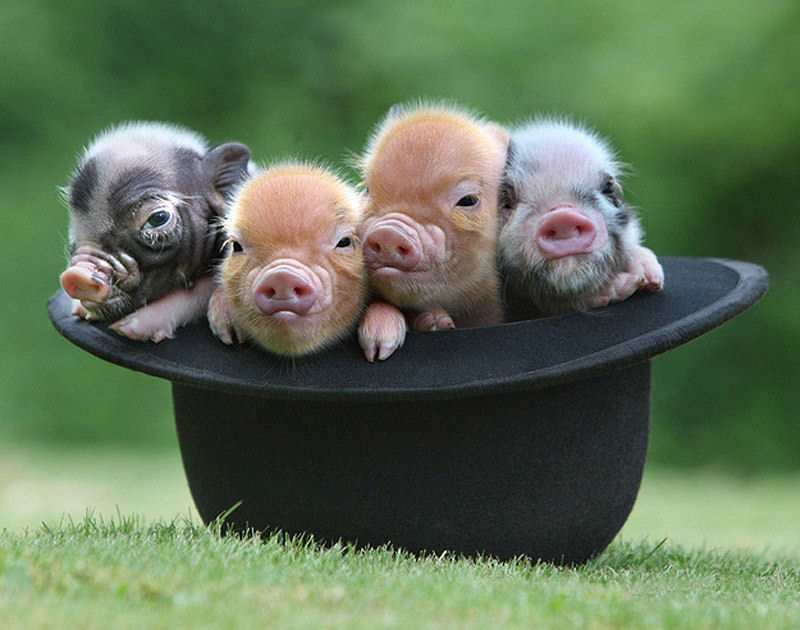 Divertidos e adorveis porquinhos em miniatura 07