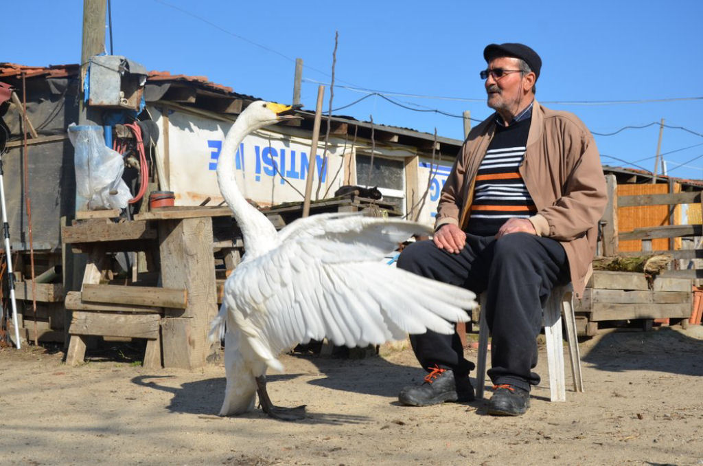Turco e cisne resgatado são melhores amigos há 37 anos