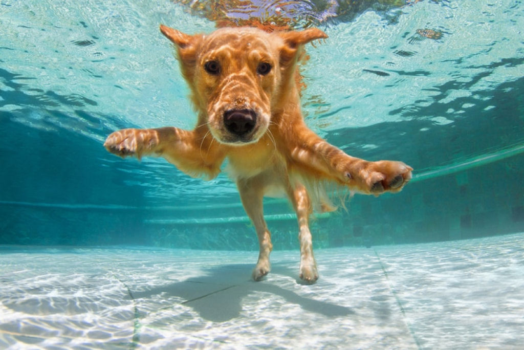 Homem descobriu que sua cadela � uma talentosa nadadora subaqu�tica