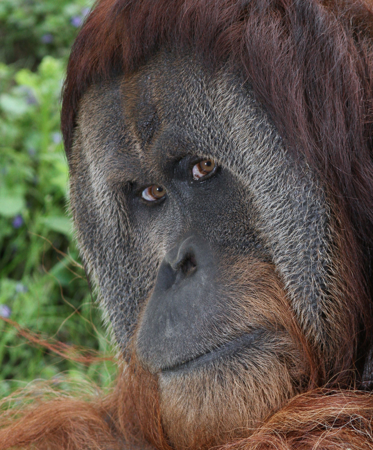 Mistério: Por que alguns orangotangos machos têm a cara flangeada e outros não? 01