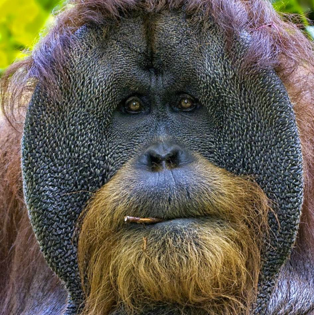 Mistério: Por que alguns orangotangos machos têm a cara flangeada e outros não? 02