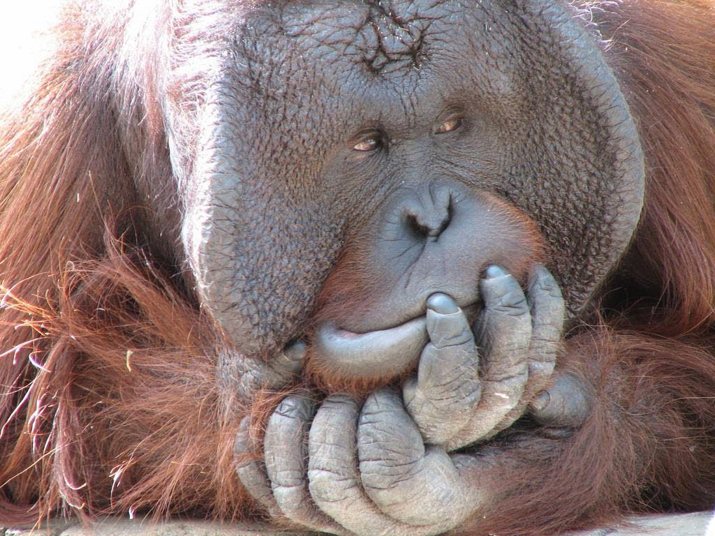 Mistério: Por que alguns orangotangos machos têm a cara flangeada e outros não? 03