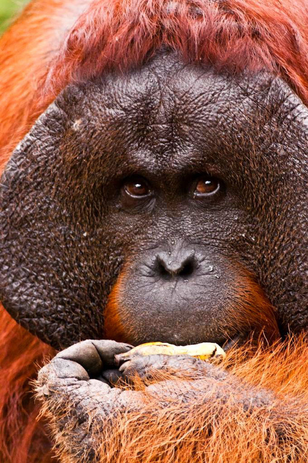 Mistério: Por que alguns orangotangos machos têm a cara flangeada e outros não? 04