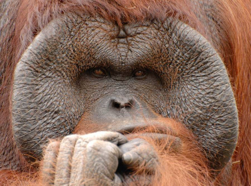 Mistério: Por que alguns orangotangos machos têm a cara flangeada e outros não? 05