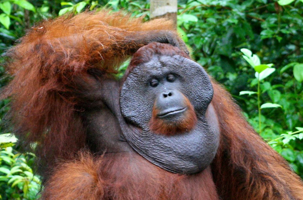 Mistério: Por que alguns orangotangos machos têm a cara flangeada e outros não? 06