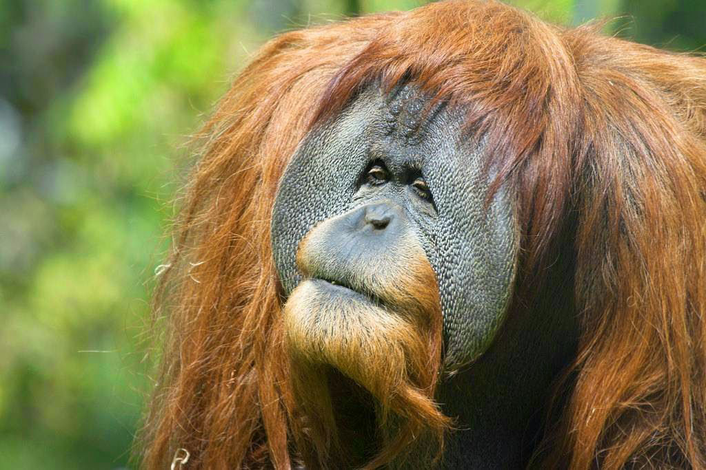 Mistério: Por que alguns orangotangos machos têm a cara flangeada e outros não? 08
