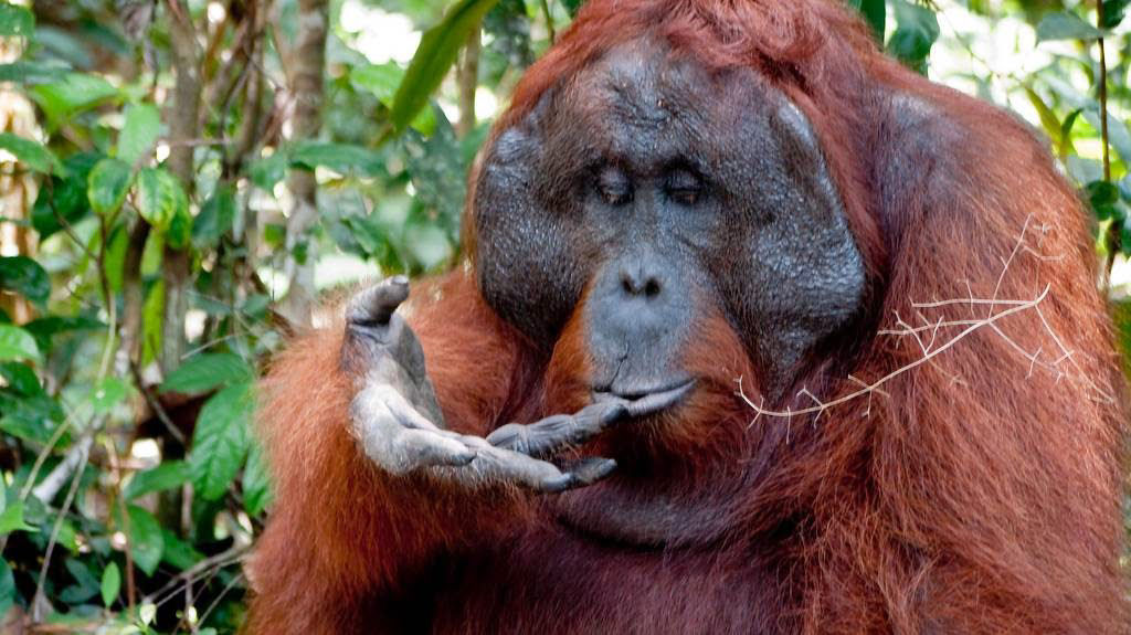 Mistério: Por que alguns orangotangos machos têm a cara flangeada e outros não? 09
