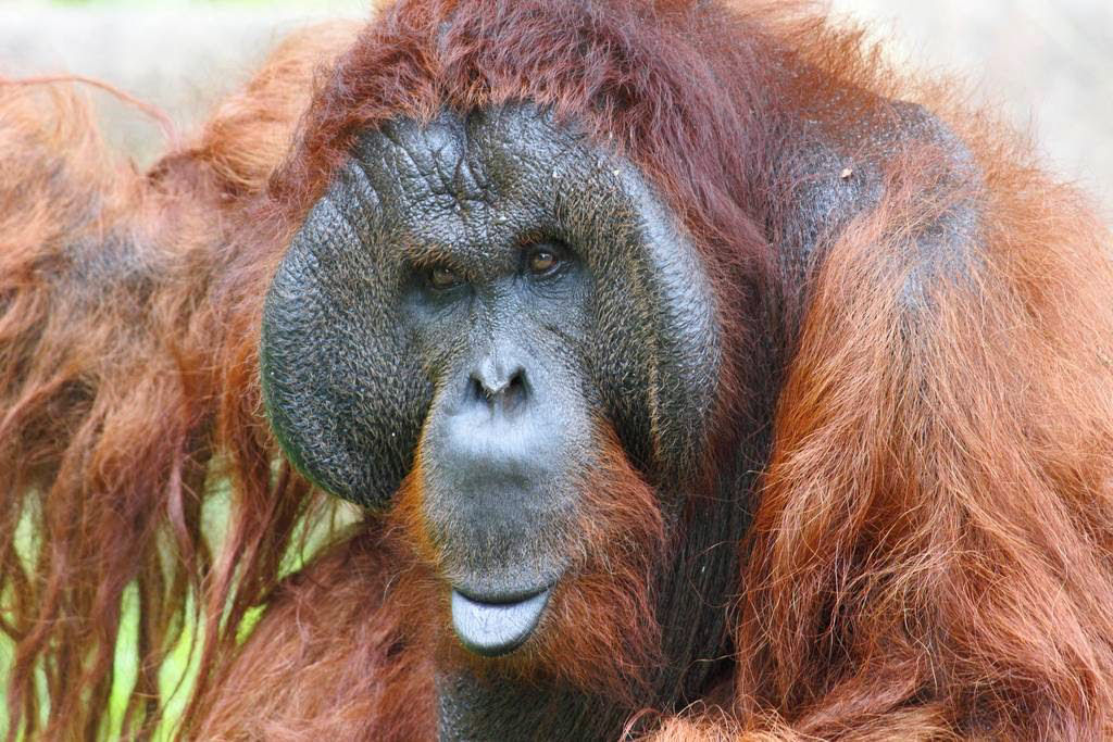 Mistério: Por que alguns orangotangos machos têm a cara flangeada e outros não? 11