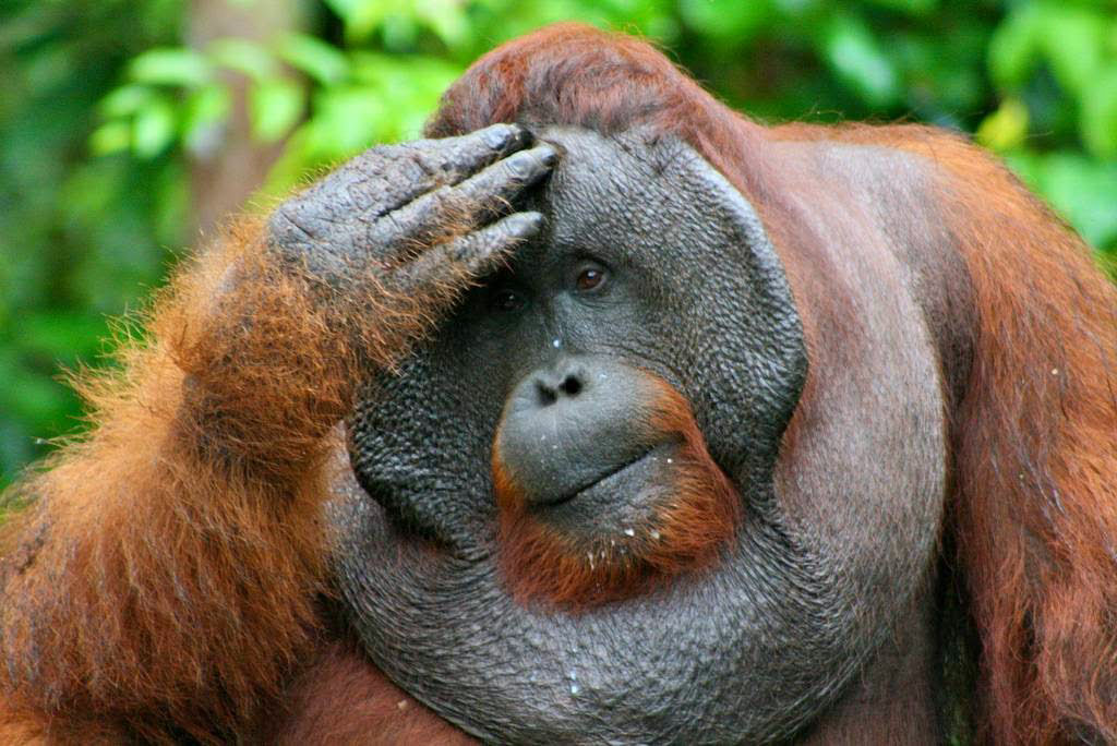 Mistério: Por que alguns orangotangos machos têm a cara flangeada e outros não? 12