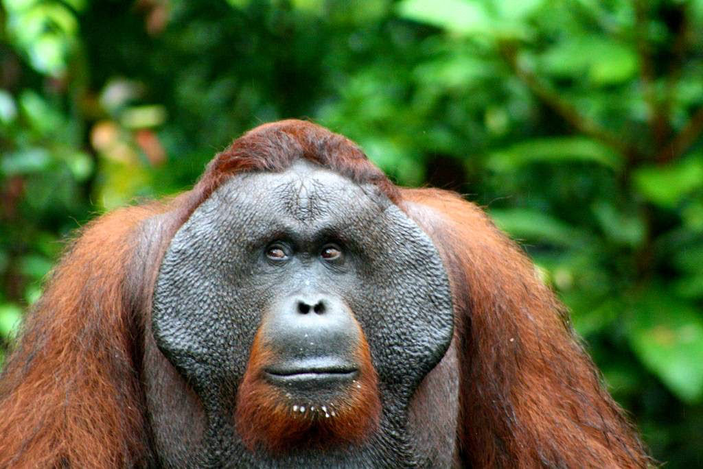 Mistério: Por que alguns orangotangos machos têm a cara flangeada e outros não? 13