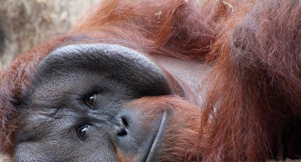 Mistério: Por que alguns orangotangos machos têm a cara flangeada e outros não? 14