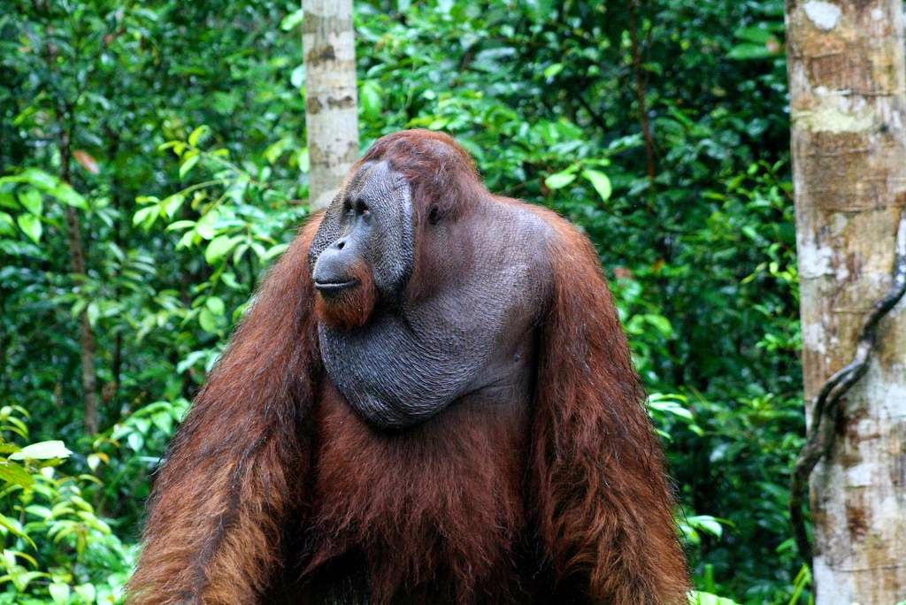 Mistério: Por que alguns orangotangos machos têm a cara flangeada e outros não? 15